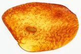 Detailed Fossil Beetle (Microbregma) in Baltic Amber #325406-2